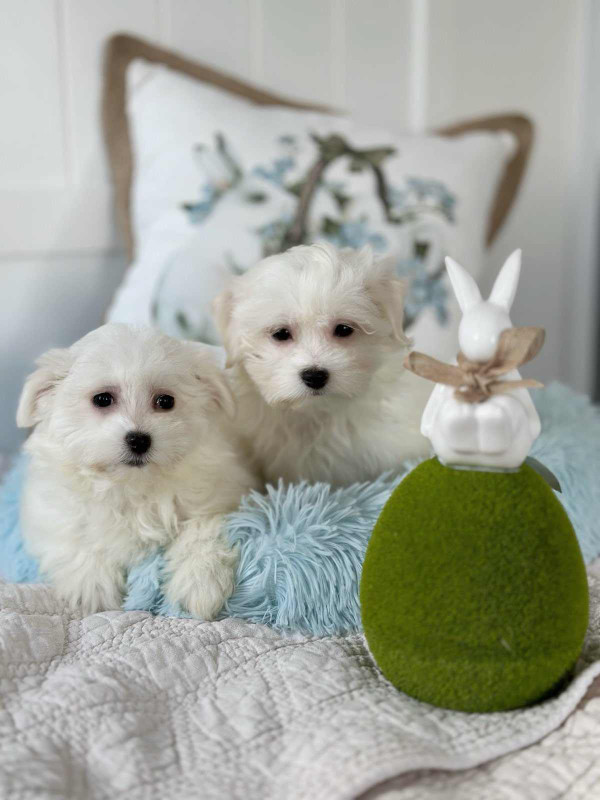 Charming Maltese Puppies For Loving Homes