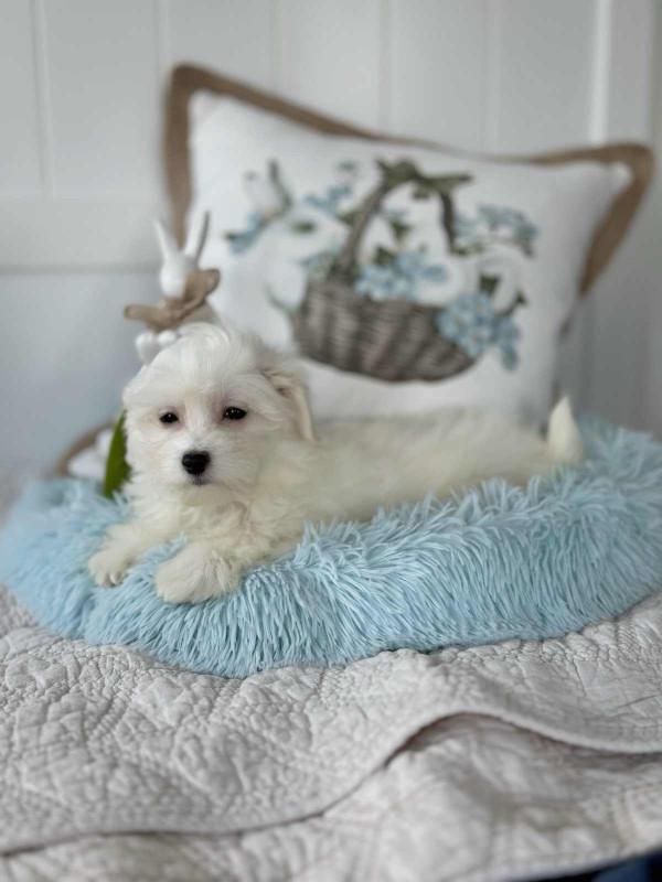Charming Maltese Puppies For Loving Homes