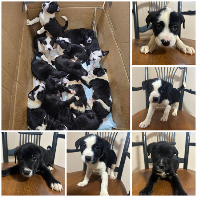 Puppies for sale - 7 weeks old