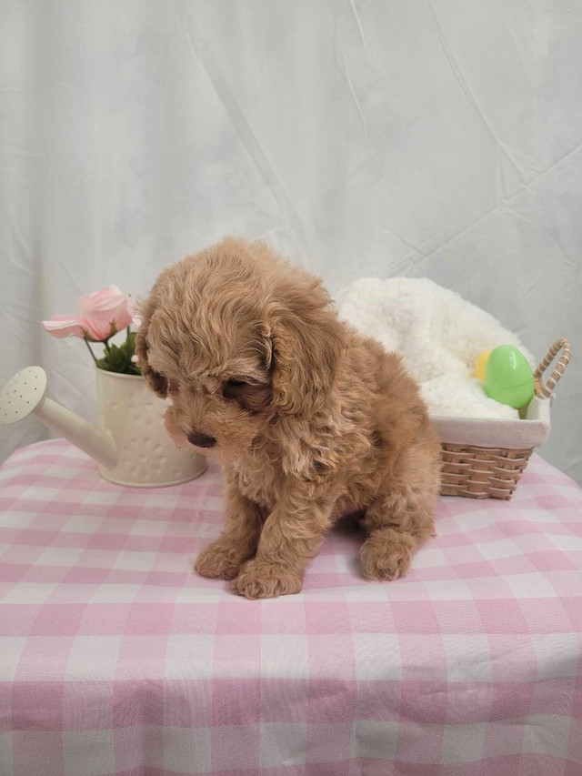 Tiny Toy Poodle Male For Sale