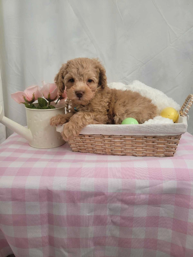 Tiny Toy Poodle Male For Sale
