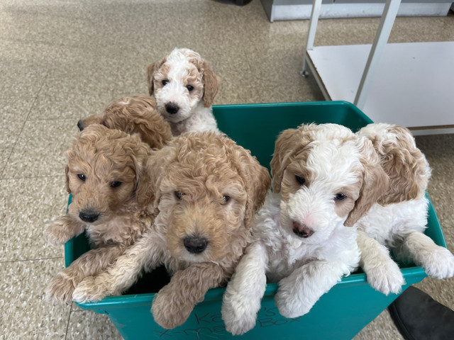 Labradoodle puppies! Ready to go home!!