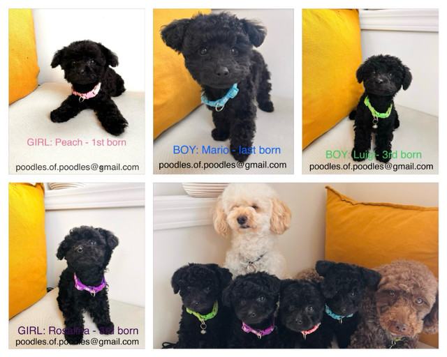 Purebred Toy Poodles - Black - Ready To Go