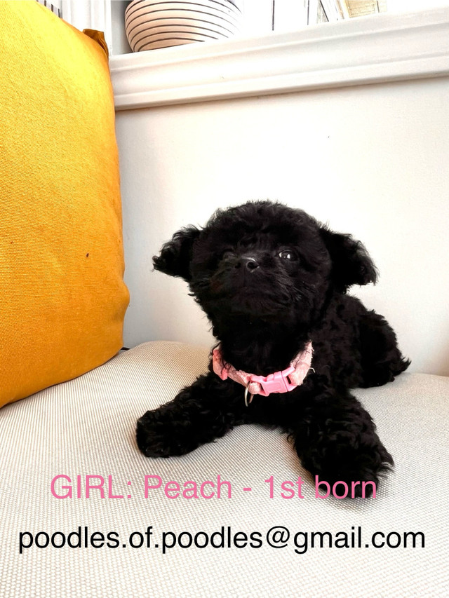 Purebred Toy Poodles - Black - Ready To Go