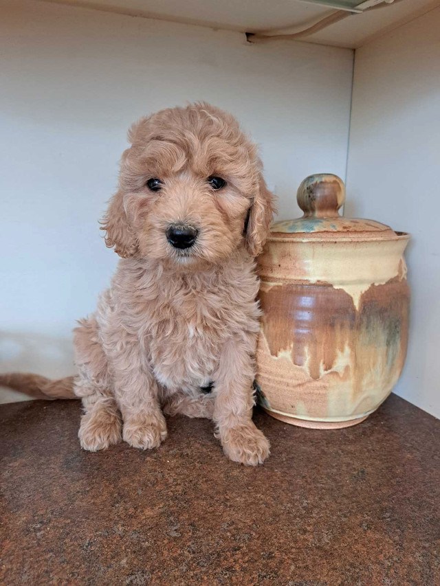 A litter of beautiful F1 Goldendoodle Pups!