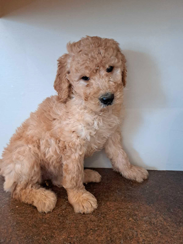 A litter of beautiful F1 Goldendoodle Pups!
