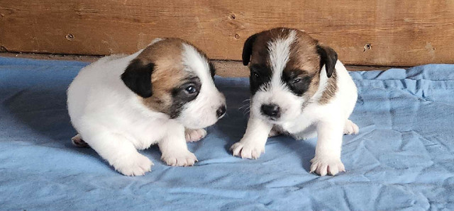 Russell Terrier (Jack Russell ) CKC registered puppies