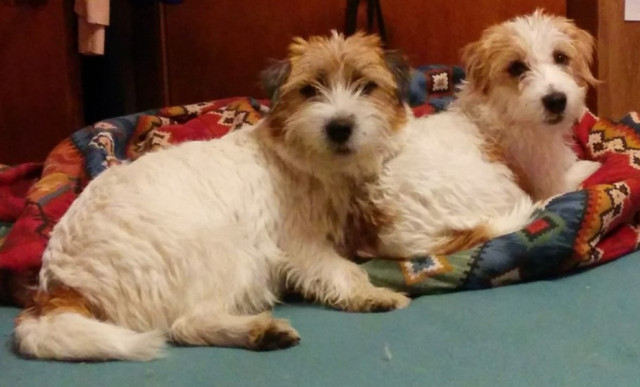 Russell Terrier (Jack Russell ) CKC registered puppies