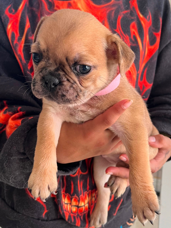Frenchie x Pug (Frugs)