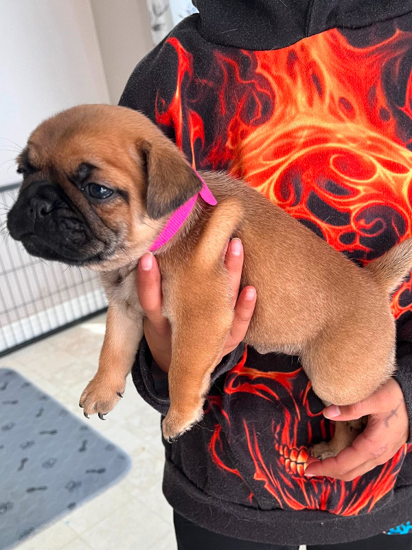 Frenchie x Pug (Frugs)