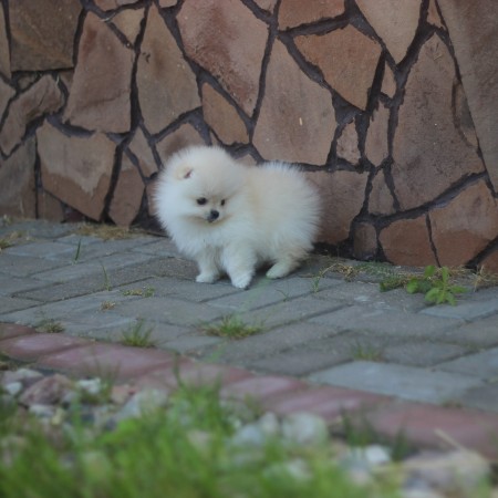 Cute Pomeranian Puppies for adoption contact::::(910) 759-3225