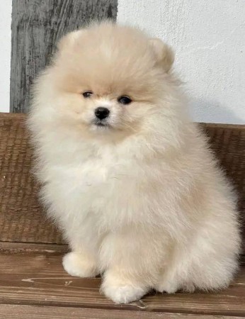Affectionate Pomeranian Puppies ready for loving and caring home