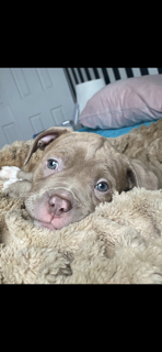 Pup Looking For Forever Home ASAP