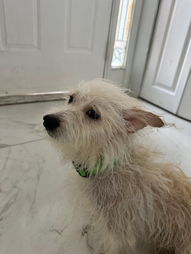 Rehoming terrier mixed with Maltese
