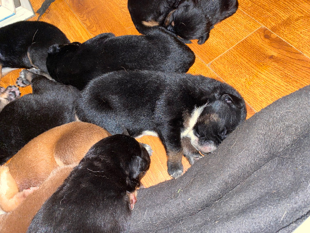 Dogs and puppies for sale