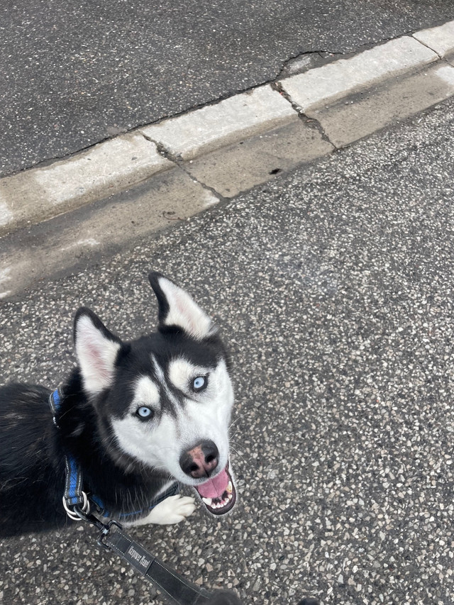 Husky looking for home