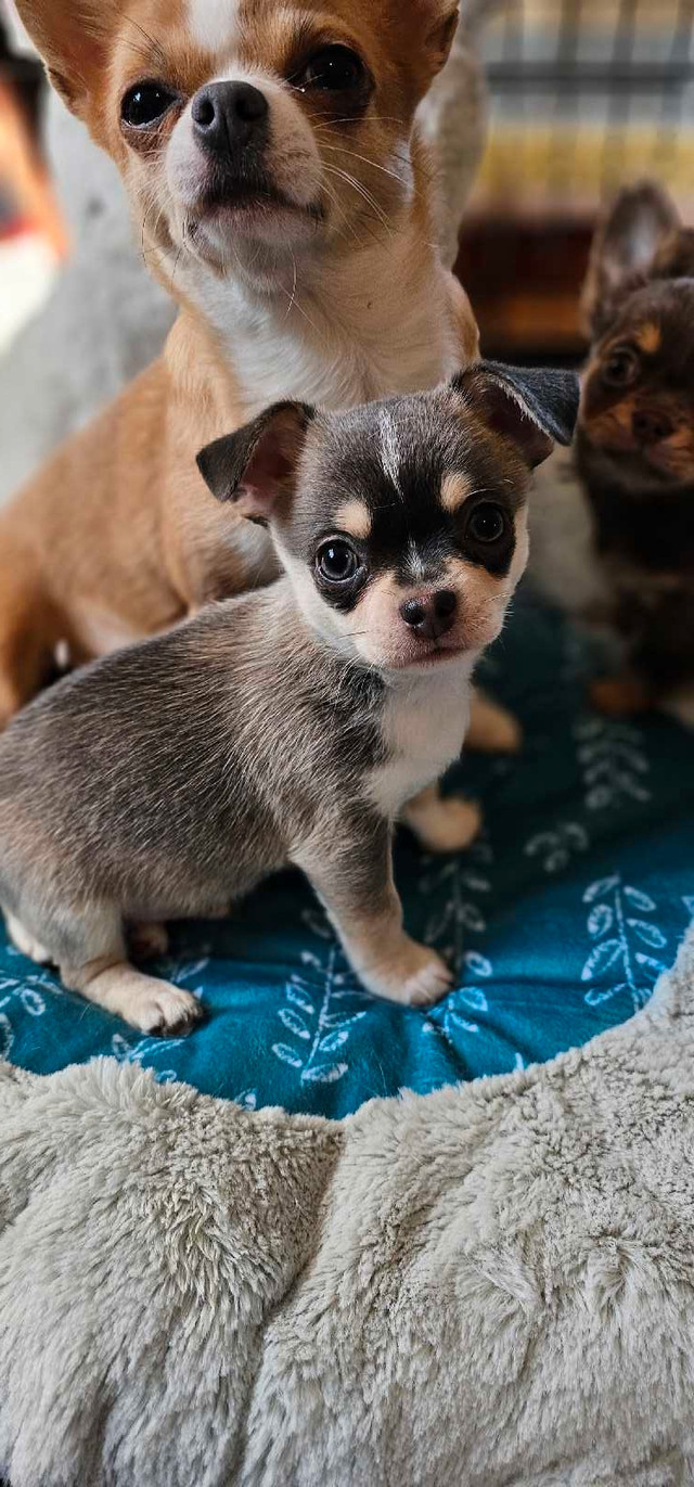 ABSOLUTELY GORGEOUS BLUE CHIHUAHUA MALE SHORT COAT 3000.00