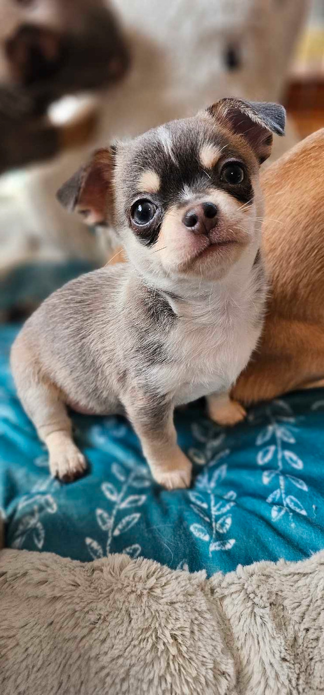 ABSOLUTELY GORGEOUS BLUE CHIHUAHUA MALE SHORT COAT 3000.00