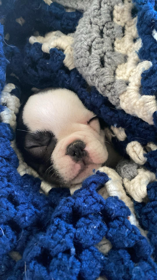 French bulldog puppies ONE LEFT $1800 today