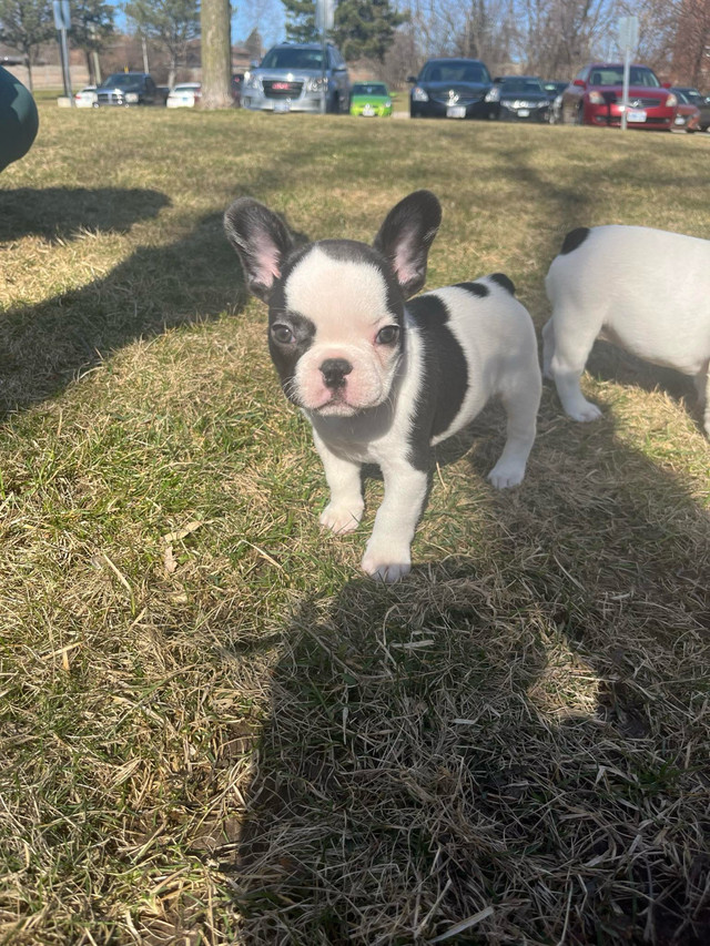 French bulldog puppies ONE LEFT $1800 today