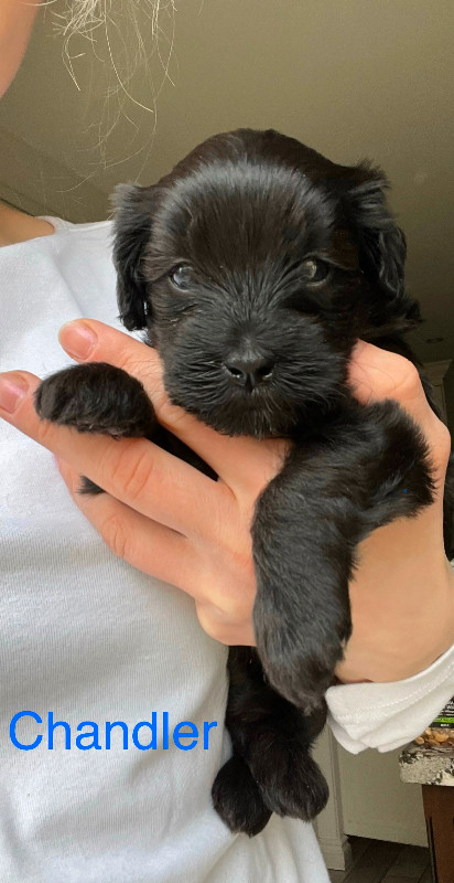 Maltipoo puppies looking for furrever home