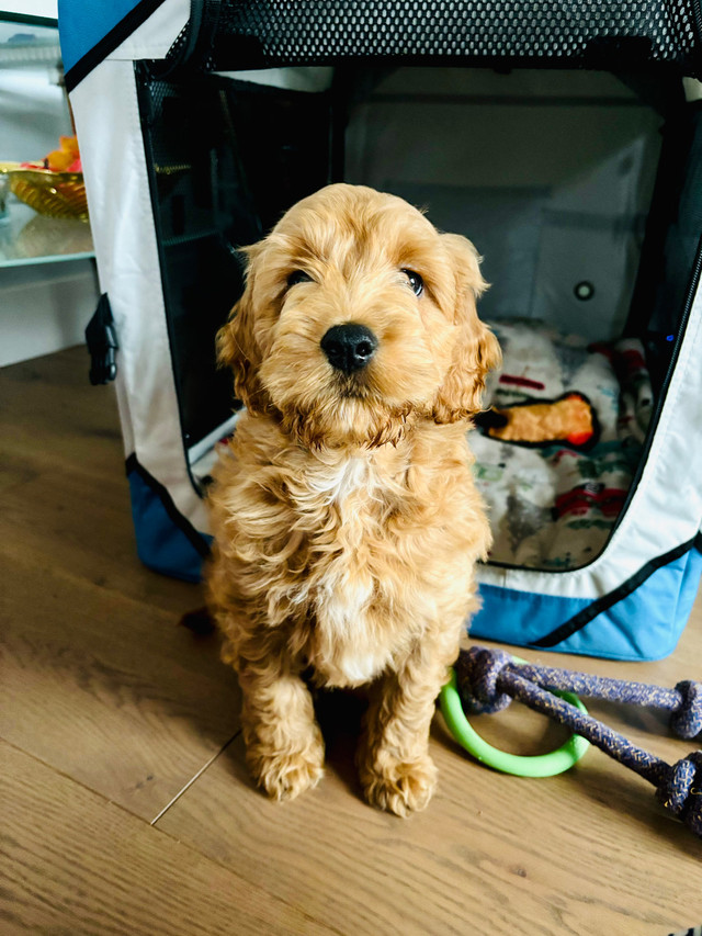 Cockapoo Puppies for sale