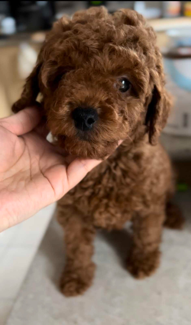 Dark red toy poodle male