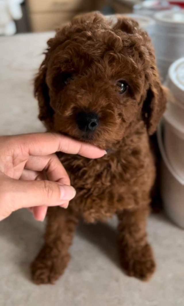 Dark red toy poodle male