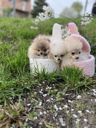 Pomeranian puppies of superior origin