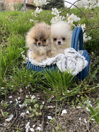 Pomeranian puppies of superior origin