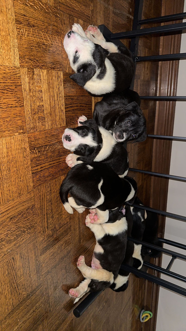 Puppies for sale (7 LEFT)  - 7.5 weeks old
