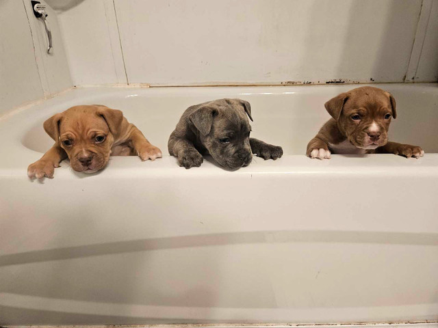 CANE CORSO MIX Puppies ~ with First Shots
