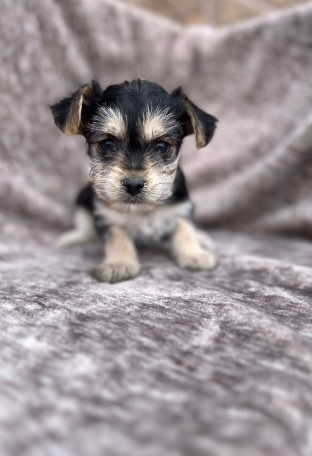 Twice vaccinated Morkie puppies