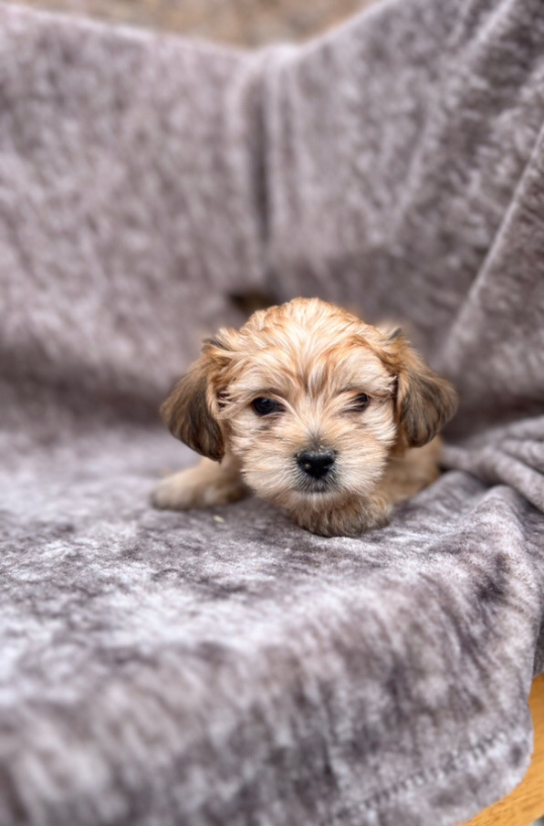Twice vaccinated Morkie puppies