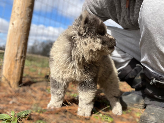 Merle Chow Chow Puppies