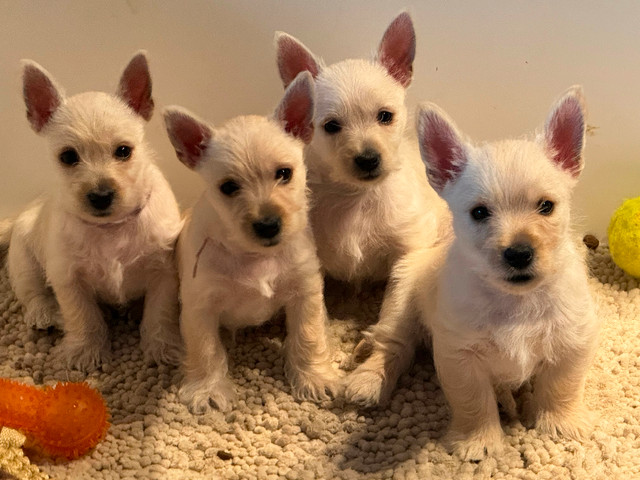 Westiepoo Puppies.  10 wks old- seeking loving home
