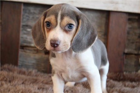 Quality Cute Male & Female Beagle Puppies For Sale