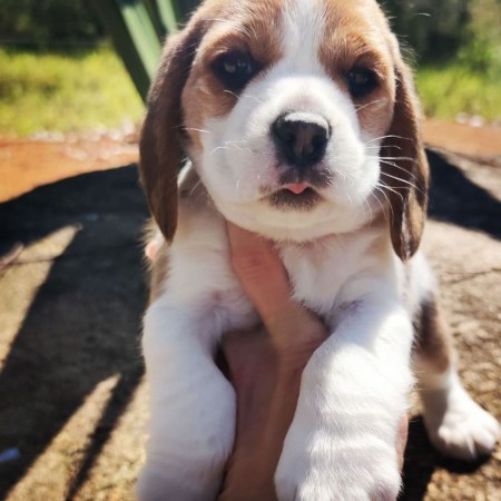 Quality Cute Male & Female Beagle Puppies For Sale