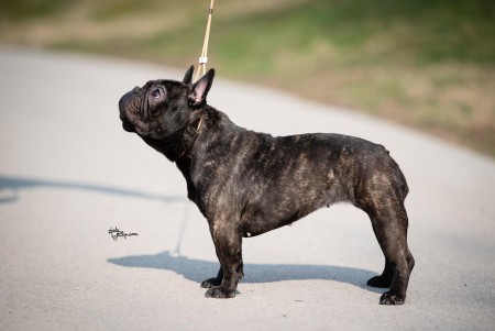 French Bulldog female for sale