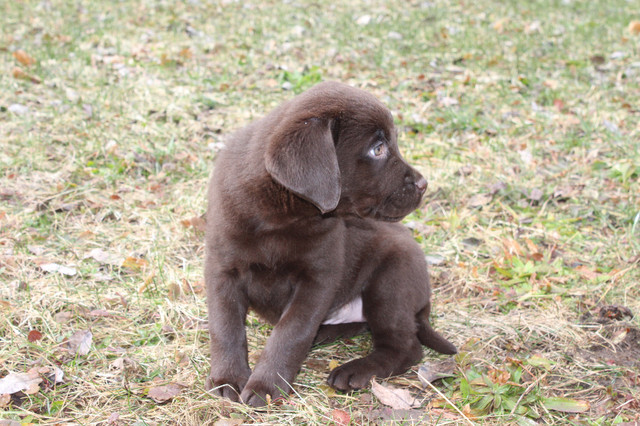 Chocolate Labrador Retrievers