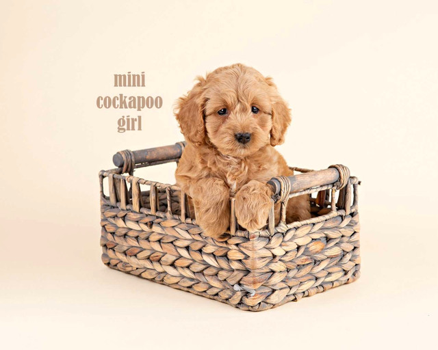 Adorable MINI COCKAPOO Puppies FOR SALE!