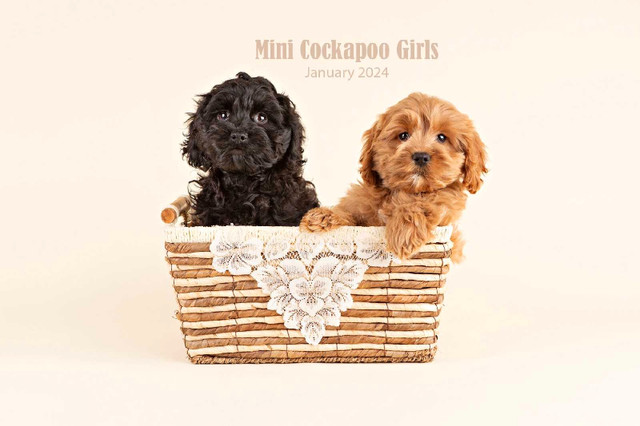 Adorable MINI COCKAPOO Puppies FOR SALE!