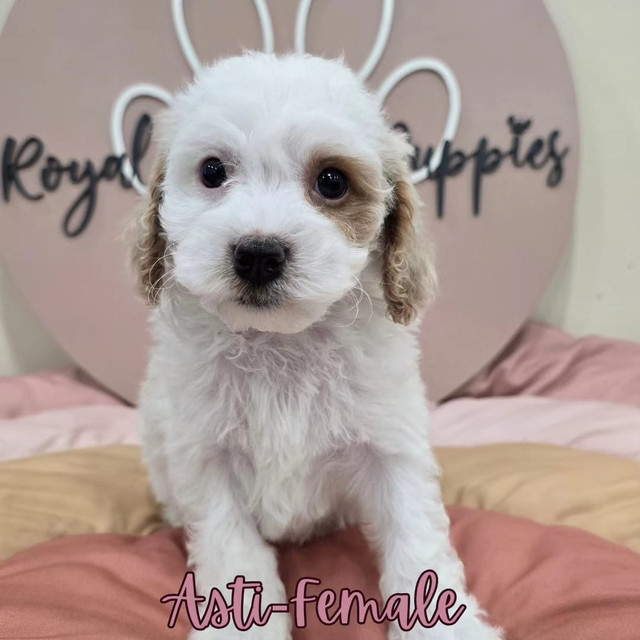 Adorable cockapoo puppies ( 3 available of 8)