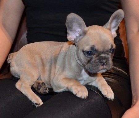 French Bulldogs For Sale - $4800