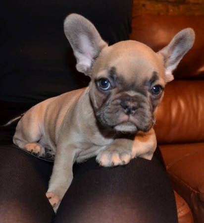 French Bulldogs For Sale - $4800