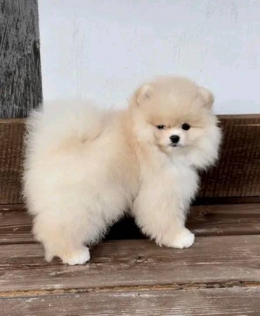 Quality, AKC registered male and female T-Cup Pomeranian puppies for sale.