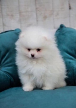 Gorgeous Pomeranian pups available and ready for her new home.