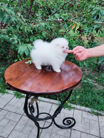 Adorable and Cute Teacup Pomeranian Puppies