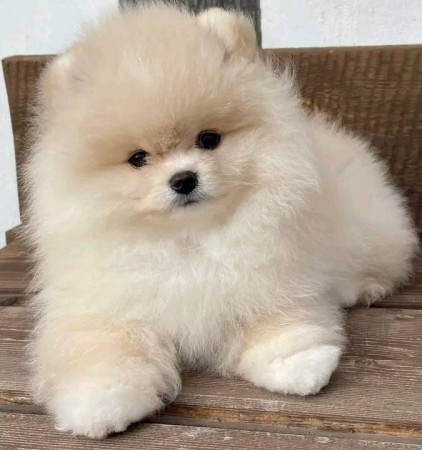 Charming Ckc Pomeranian Puppies For Adoption