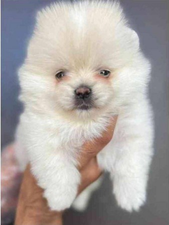 NICE MALE AND FEMALE T-CUP POMERANIAN PUPPIES AVAILABLEFOR